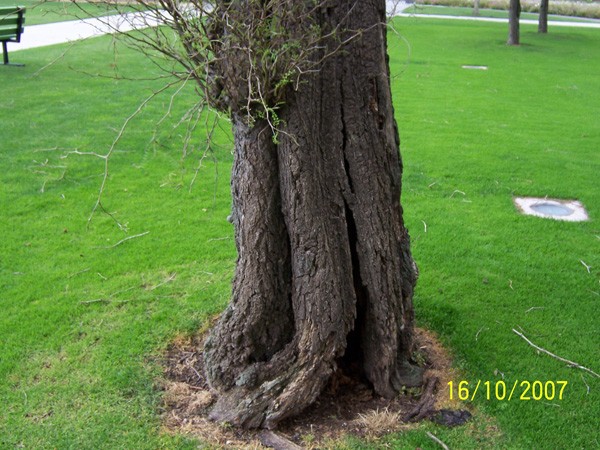 All trees have a finite life and itÃ¢â‚¬â„¢s time these are removed as they could pose a safety risk